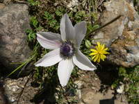 Türkei;Blume
